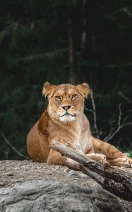 Превью обои львица, хищник, взгляд, животное, большая кошка