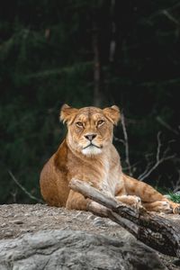 Превью обои львица, хищник, взгляд, животное, большая кошка