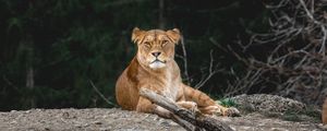 Превью обои львица, хищник, взгляд, животное, большая кошка