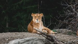 Превью обои львица, хищник, взгляд, животное, большая кошка