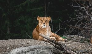 Превью обои львица, хищник, взгляд, животное, большая кошка