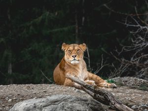 Превью обои львица, хищник, взгляд, животное, большая кошка