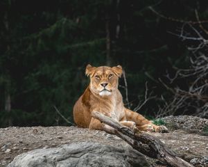 Превью обои львица, хищник, взгляд, животное, большая кошка