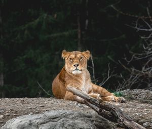 Превью обои львица, хищник, взгляд, животное, большая кошка