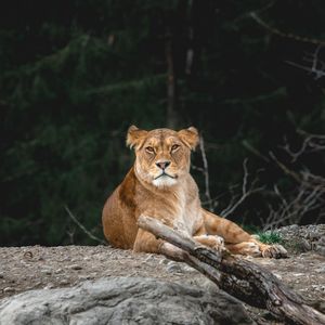 Превью обои львица, хищник, взгляд, животное, большая кошка