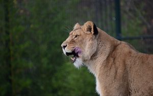 Превью обои львица, хищник, животное, высунутый язык, большая кошка