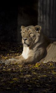 Превью обои львица, хищник, животное, взгляд, большая кошка