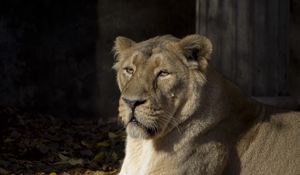 Превью обои львица, хищник, животное, взгляд, большая кошка