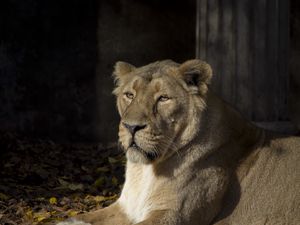 Превью обои львица, хищник, животное, взгляд, большая кошка
