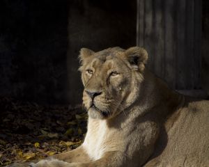 Превью обои львица, хищник, животное, взгляд, большая кошка