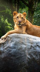 Превью обои львица, камень, большая кошка, хищник, дикая природа