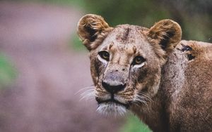 Превью обои львица, лев, большая кошка, взгляд, хищник, дикая природа