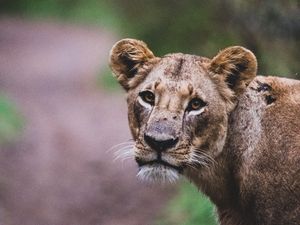 Превью обои львица, лев, большая кошка, взгляд, хищник, дикая природа