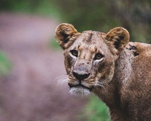 Превью обои львица, лев, большая кошка, взгляд, хищник, дикая природа