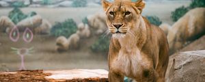 Превью обои львица, лев, большая кошка, дикая природа, хищник