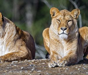 Превью обои львица, лев, большая кошка, хищник, камень