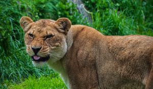 Превью обои львица, лев, высунутый язык, хищник, большая кошка