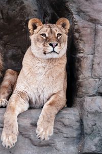 Превью обои львица, лев, животное, большая кошка, хищник
