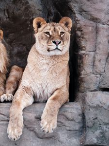 Превью обои львица, лев, животное, большая кошка, хищник