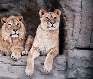 Превью обои львица, лев, животное, большая кошка, хищник