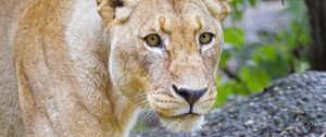 Превью обои львица, лев, животное, взгляд, большая кошка