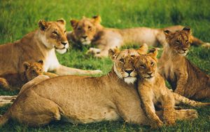 Превью обои львица, львенок, большие кошки, семья, стая, хищники, дикая природа