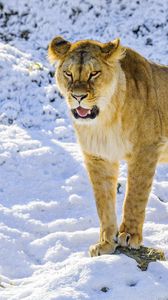 Превью обои львица, оскал, лапы, хищник, большая кошка, снег
