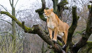 Превью обои львица, поза, дерево, хищник, большая кошка