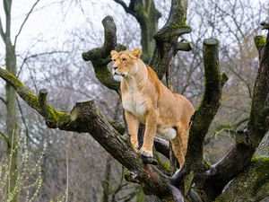 Превью обои львица, поза, дерево, хищник, большая кошка