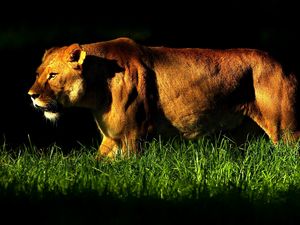 Превью обои львица, трава, тень, прогулка, злость, большая кошка