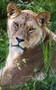 Превью обои львица, взгляд, трава, животное, хищник