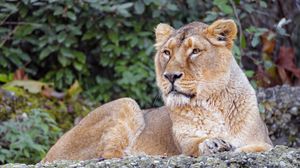 Превью обои львица, животное, большая кошка, коричневый, дикая природа