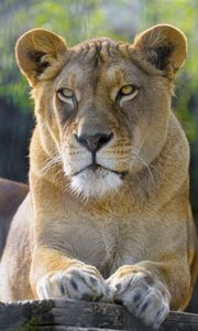 Превью обои львица, животное, хищник, взгляд, большая кошка