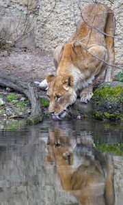 Превью обои львица, животное, хищник, высунутый язык, вода, отражение