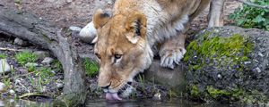 Превью обои львица, животное, хищник, высунутый язык, вода, отражение