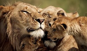 Превью обои львы, детеныш, забота, нежность, милые