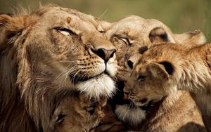 Превью обои львы, детеныш, забота, нежность, милые