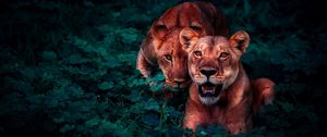 Превью обои львы, детеныши, дикая природа, взгляд