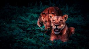 Превью обои львы, детеныши, дикая природа, взгляд