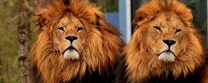 Превью обои львы, хищники, морда, грива, царь зверей