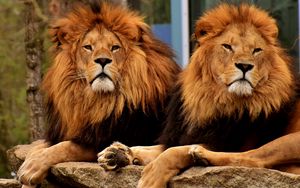 Превью обои львы, хищники, морда, грива, царь зверей