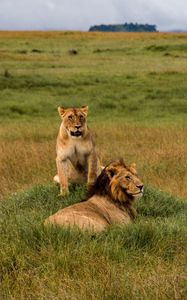 Превью обои львы, лев, львица, хищники, дикая природа