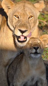 Превью обои львы, львица, львенок, мать, детеныш, животные, хищники