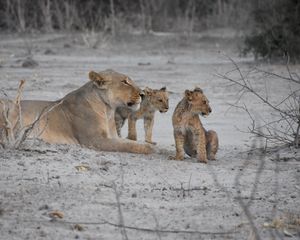 Превью обои львы, львица, львята, мать, детеныши, животные