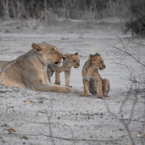 Превью обои львы, львица, львята, мать, детеныши, животные