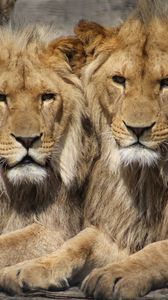 Превью обои львы, пара, хищники