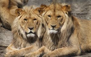 Превью обои львы, пара, хищники
