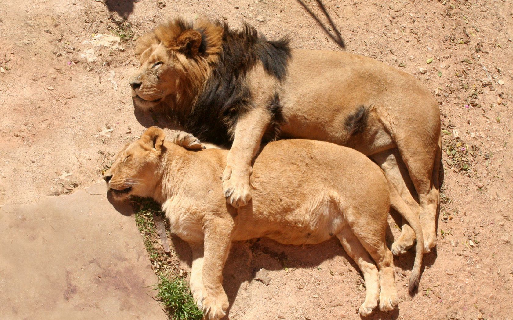 Лев и львица смешные