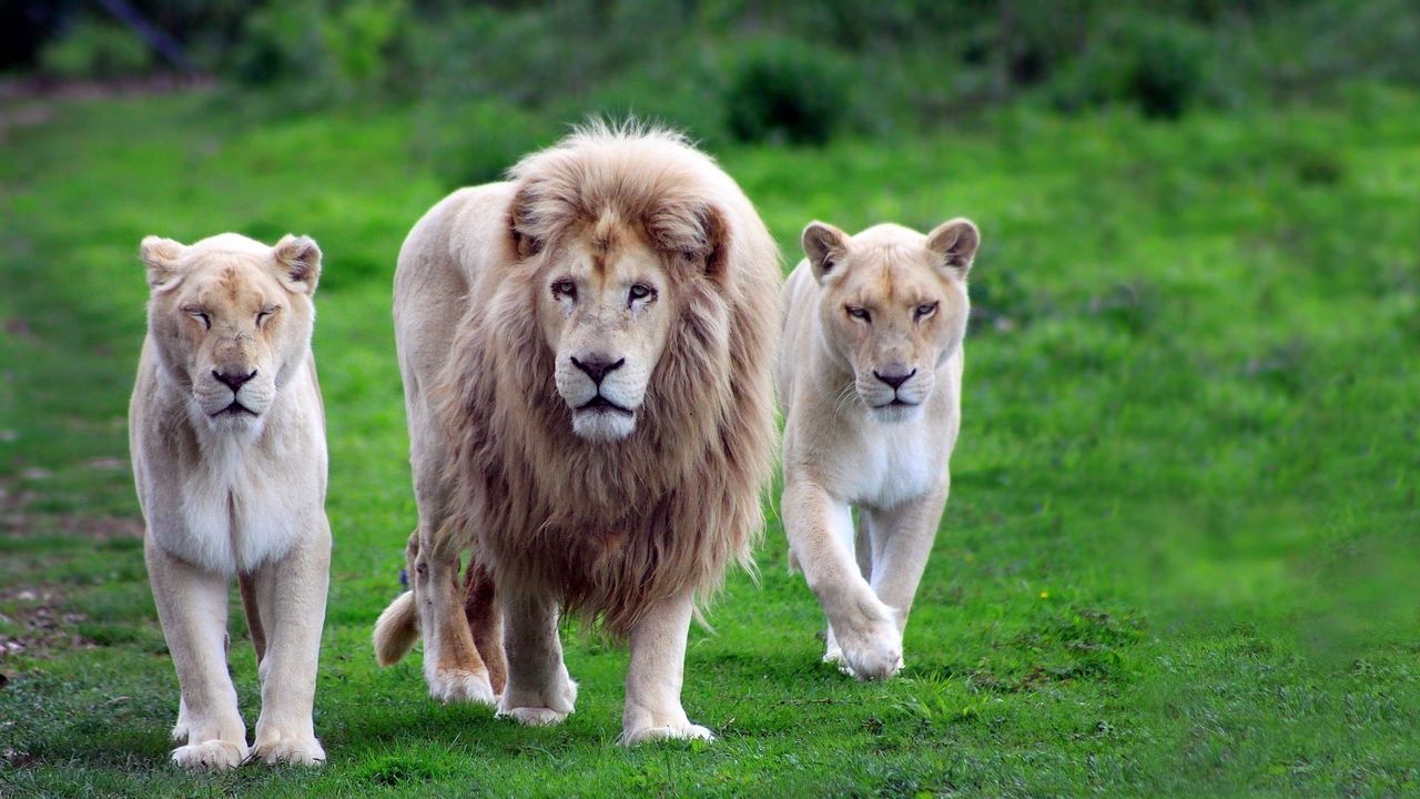 Обои львы, семья, трава, прогулка, походка, хищники