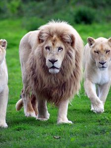 Превью обои львы, семья, трава, прогулка, походка, хищники
